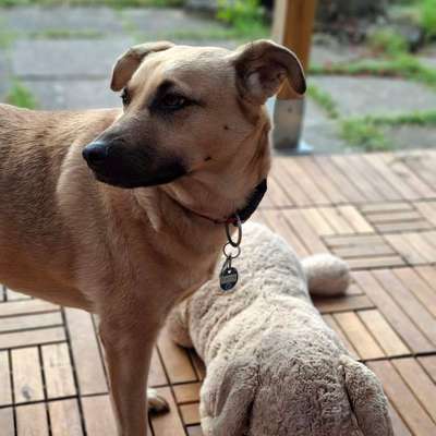 Auslandstierschutz-Beitrag-Bild