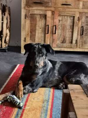 Hundetreffen-Hundetreffen-Bild