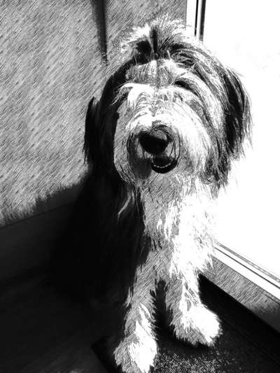 Der Hund als Cartoon-Beitrag-Bild