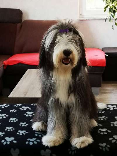 Fellpflege BeardedCollie-Beitrag-Bild