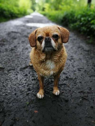 Mops mix-Beitrag-Bild