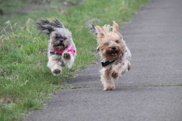 Fotochallenge No. 26                                     Wald und Wiese-Beitrag-Bild