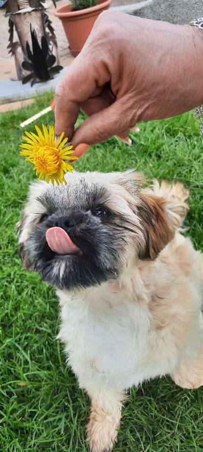 Fotochallenge No. 26                                     Wald und Wiese-Beitrag-Bild