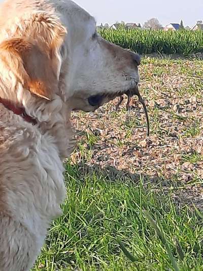 Fotochallenge No. 26                                     Wald und Wiese-Beitrag-Bild