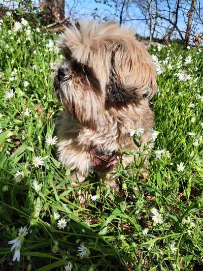 Fotochallenge No. 26                                     Wald und Wiese-Beitrag-Bild