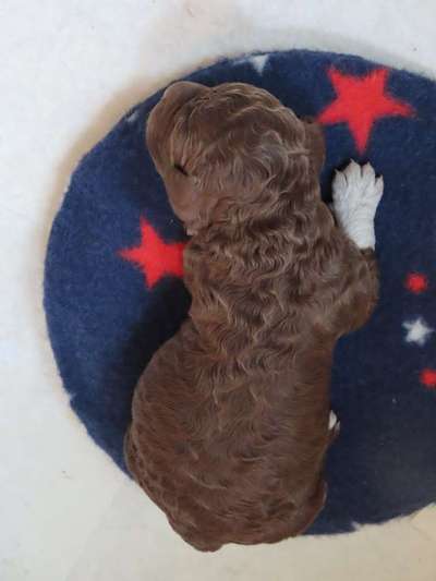 Welpen Bilder !-Beitrag-Bild