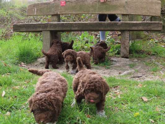 Welpen Bilder !-Beitrag-Bild