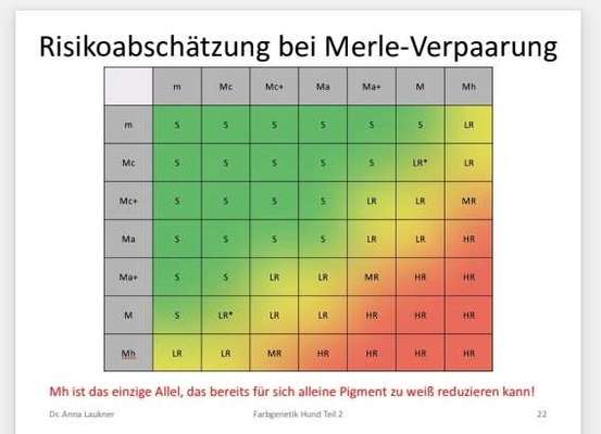 Qualzucht-Beitrag-Bild