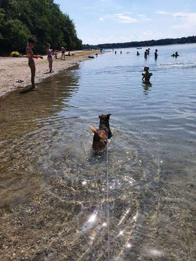 Hundeauslaufgebiet-Moritzsee-Bild