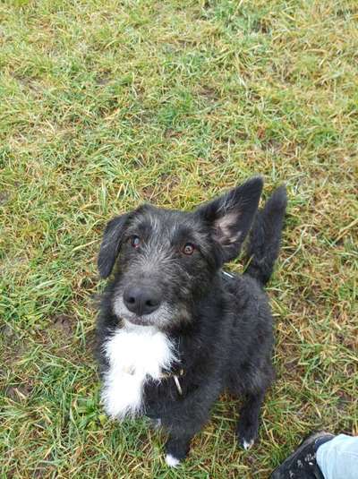 Hundetreffen-Sozialkontakt gesucht 🐶-Bild