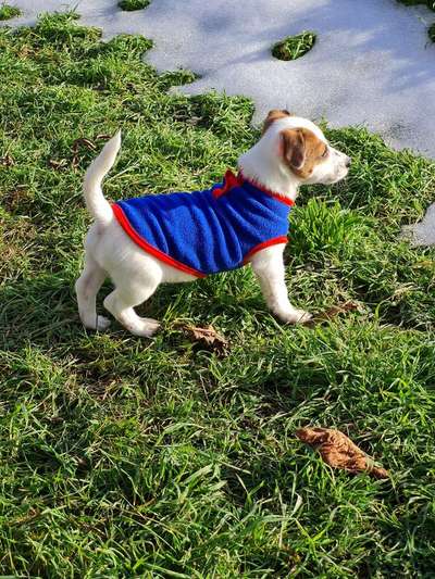 Welpen Bilder !-Beitrag-Bild