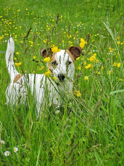Die Dogorama Monats Challenge "Es grünt und blüht"-Beitrag-Bild