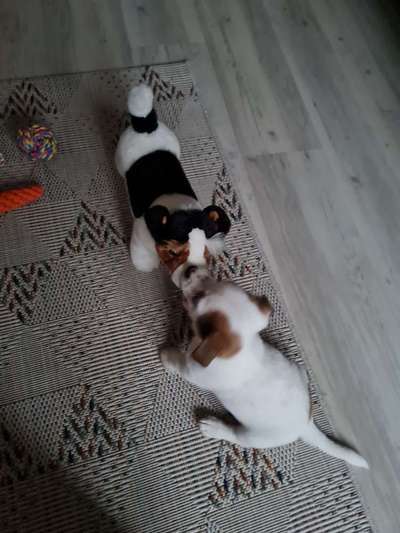 Welpen Bilder !-Beitrag-Bild