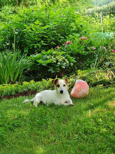 Wo sind die Jack und Parson Russell Terrier?-Beitrag-Bild