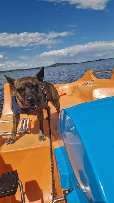 Hundetreffen-Treffen an Seen zum Wandern und Baden 🐶-Bild