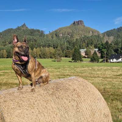 Hundetreffen-Gemeinsame Wanderungen z.b. in der Sächsischen Schweiz-Bild