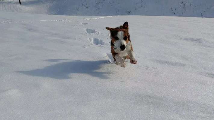 Die Dogorama Kalender Challenge Teil 2/4-Beitrag-Bild