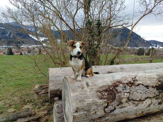 Wo sind die Jack und Parson Russell Terrier?-Beitrag-Bild