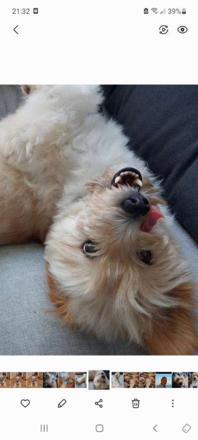 Tongue Out Tuesday-Beitrag-Bild