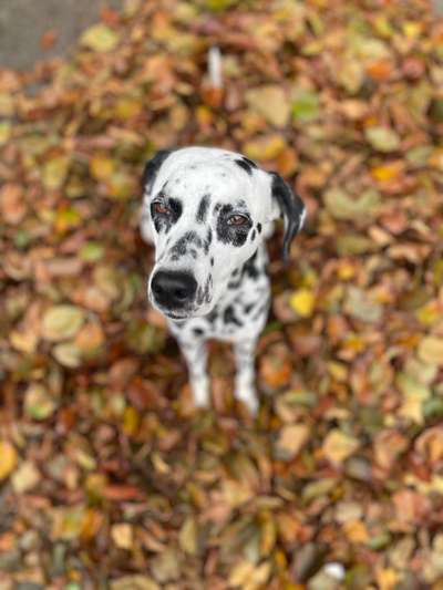 Herbst Bilder-Beitrag-Bild