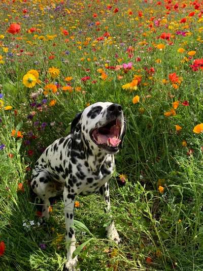 Dogorama Photo Challenge - lustigste Grimasse-Beitrag-Bild