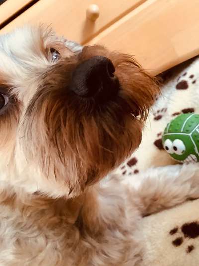 Zeigt her eure Hundenasen-Beitrag-Bild