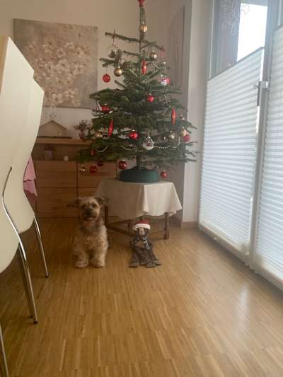 Dogorama Photo Challenge - Bescherung-Beitrag-Bild