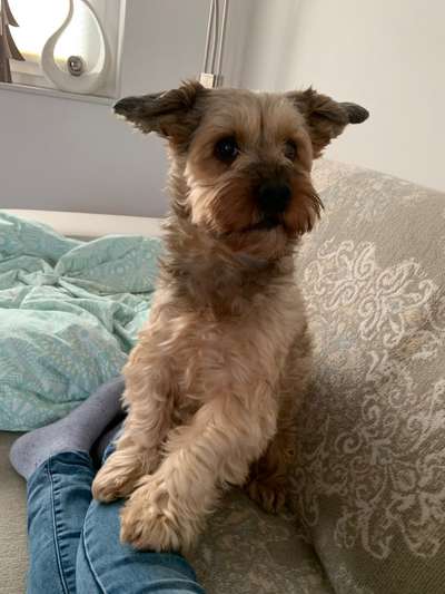 Mischlingshunde Foto Aufruf-Beitrag-Bild