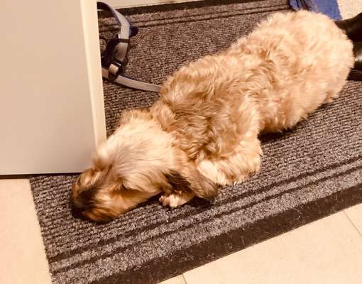 Mischlingshunde Foto Aufruf-Beitrag-Bild