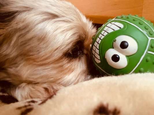 Postet das beste Foto von euren 4 beinern-Beitrag-Bild