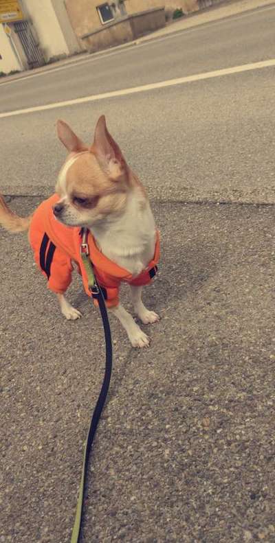 Hundetreffen-Gassi Runde mit chiwawa-Bild