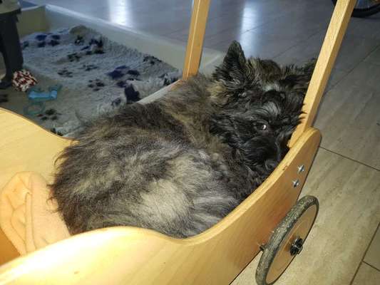 Hundetreffen-Junghundetreffen um Oberderdingen