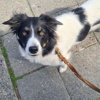 Hundetreffen-Leinenspaziergang-Bild