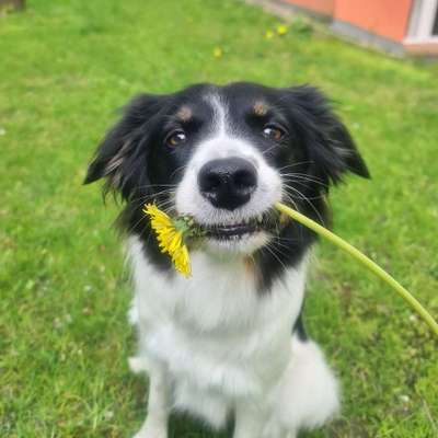 Hundetreffen-Leinenspaziergang-Bild