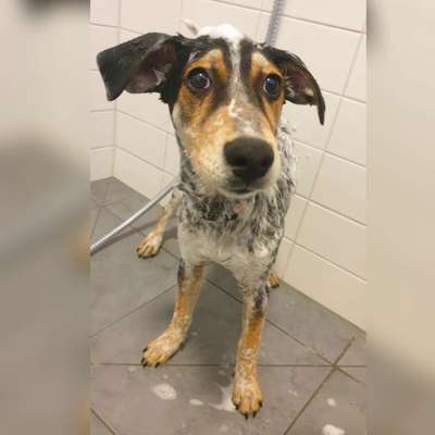 Dogorama-Monats-Challenge-Mai "Wasser"-Beitrag-Bild