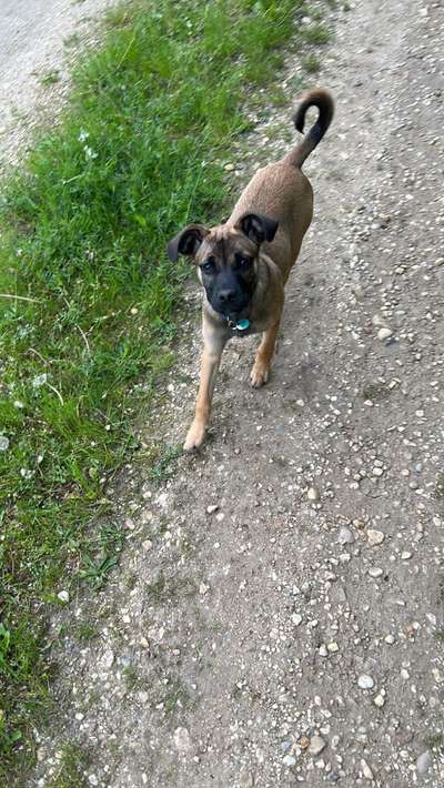 Zeigt eure Malinois!!!-Beitrag-Bild