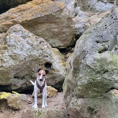 Hundetreffen-Menschensuche Nasenarbeit-Bild