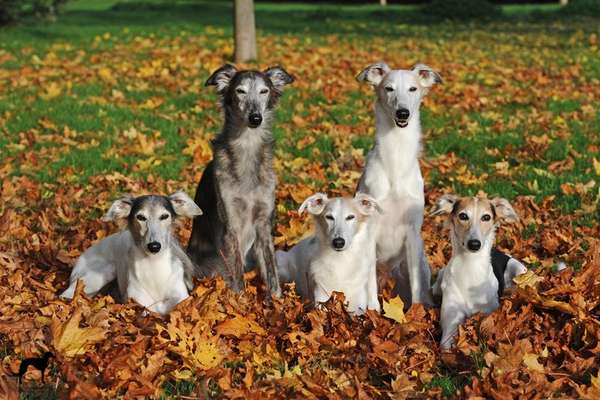 Windhunde - Treffen der besonderen Schönheiten
HERZLICH WILLKOMMEN-Beitrag-Bild