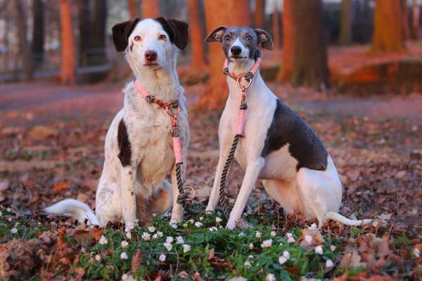 Zeigt mal die schönsten Bilder von euren Hunden !-Beitrag-Bild