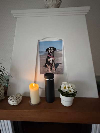 Schmerz-Beitrag-Bild