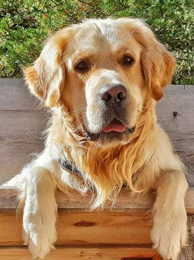 Die Dogorama Kalender Challenge Titelbild-Beitrag-Bild