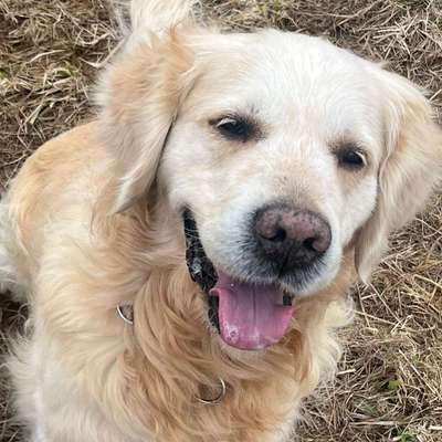 Hundetreffen-Gassi Freunde bzw Hundekumpels gesucht 😀-Bild