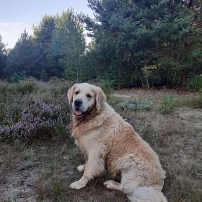 Hundetreffen-Hundefreunde für Gassi gehen oder Spieletreff-Bild