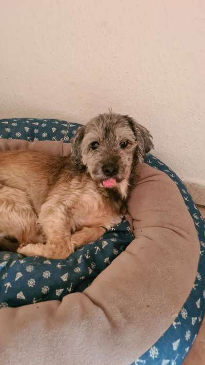 Hund aus dem Spanischen Tierschutz-Beitrag-Bild