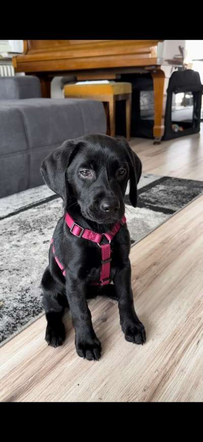 Welpen Bilder !-Beitrag-Bild