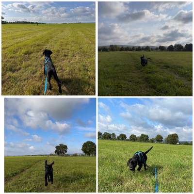 Bewegung Welpe-Beitrag-Bild