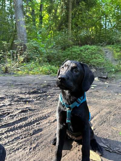 Foto -Challenge  Thema : Dein Hund Im Wald-Beitrag-Bild