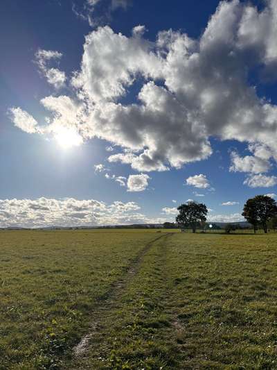 Hundeauslaufgebiet-Drachenwiese nahe Kiessee-Bild