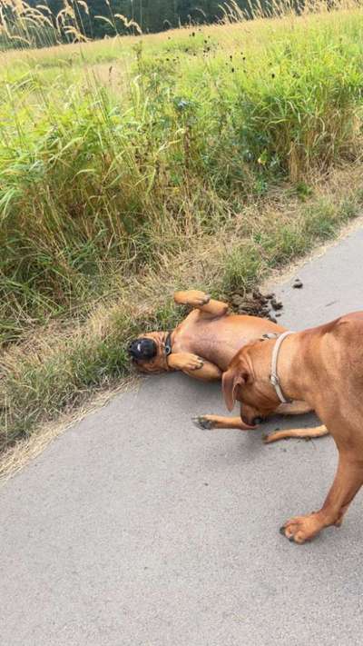 Rhodesian Ridgeback-Beitrag-Bild