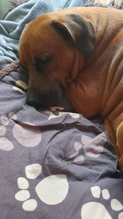 Rhodesian Ridgeback-Beitrag-Bild